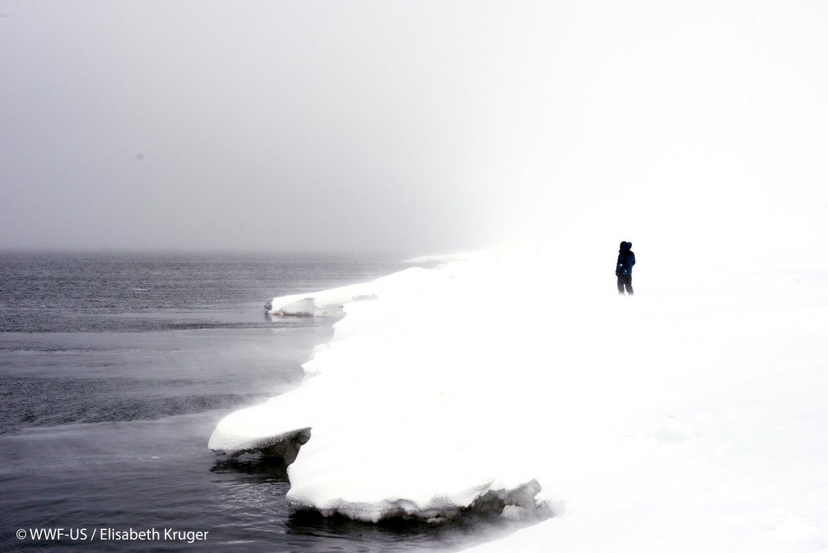 Do you know where the name ‘Arctic’ comes from? wwf.to/1U4dfeT