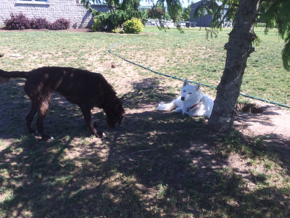 Hershey and Iceiss relaxing in the shade on this windy day!
