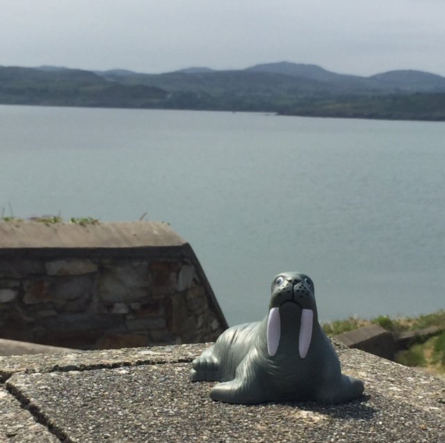 WM_WorldTrade's tweet photo. Winston is basking in the sun: Malin Head, County Donegal- Ireland. Kiss him...he is Irish after all! #whereswinston https://t.co/CeR9T7Xa8C