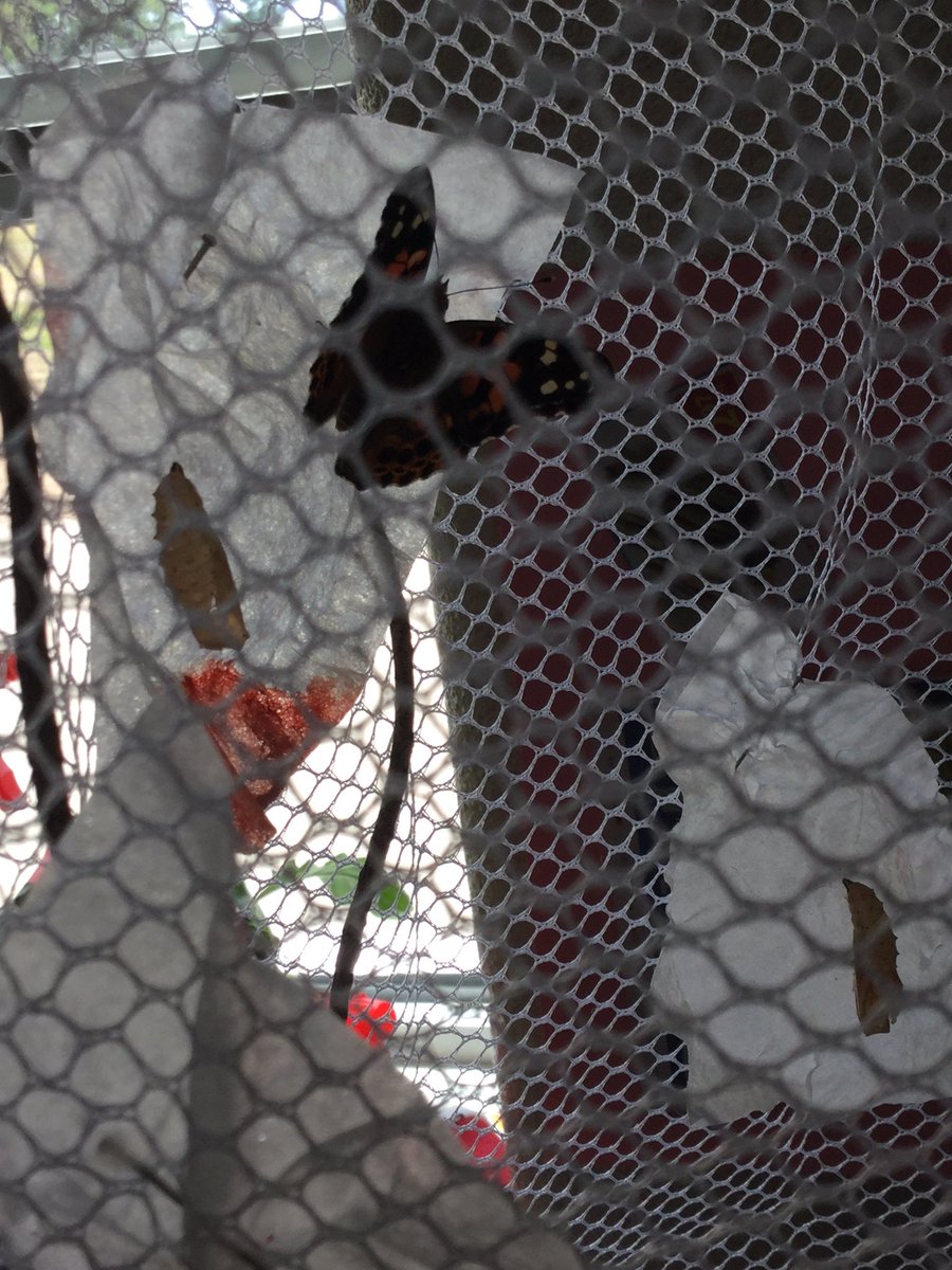 bigredroomstcat's tweet photo. Welcome to our beautiful butterflies!! #PVNCey https://t.co/dB8zyzdVEB