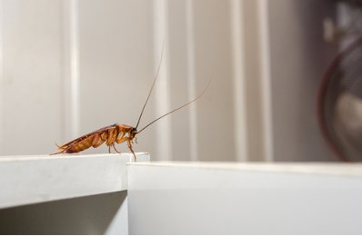 MilesPlumbing's tweet photo. Plumbing leaks attract household pests! Call us to get your house inspected: 250-361-4488 https://t.co/wUwbXuSrU0