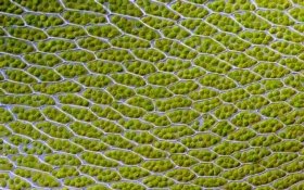 Une équipe americaine a conçu une "feuille #bionique" pr produire du #biocarburant 
#Science
scientificamerican.com/article/bionic…