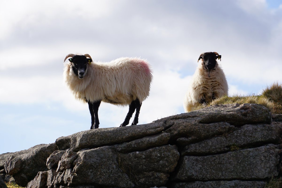 Jims_Journey's tweet photo. 2 onlookers on #GerTor, #TavyCleave, #Dartmoor, #Devon. @dartmoornpa @DartmoorDevon #Fave30 #JimsJourney #4daystogo https://t.co/AHbLtjN2Or