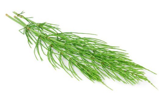 Alter_Slim's tweet photo. Horsetail: great remineralizing useful to recover from fatigue, injuries, convalescence or greater physical effort. https://t.co/Syyh66giZE