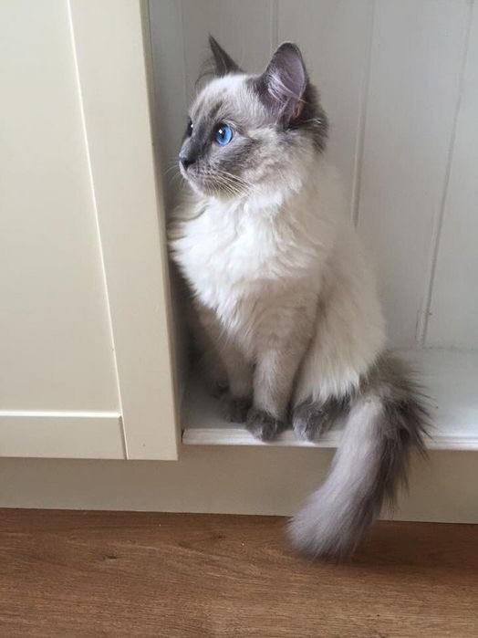 CrayyCatLady's tweet photo. When a cat is prettier than you https://t.co/ZdN6o4iXbJ