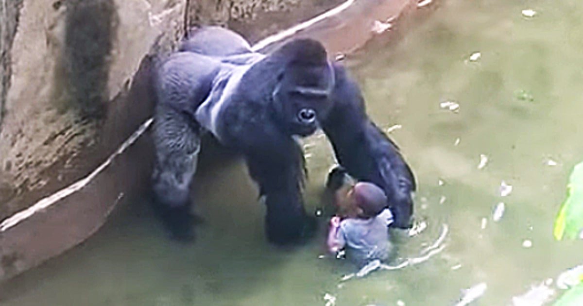usweekly's tweet photo. Mother of the boy who fell into the gorilla habitat at the Cincinnati Zoo won't be charged: https://t.co/4eagIN3y8v https://t.co/VhZZYCEXUq