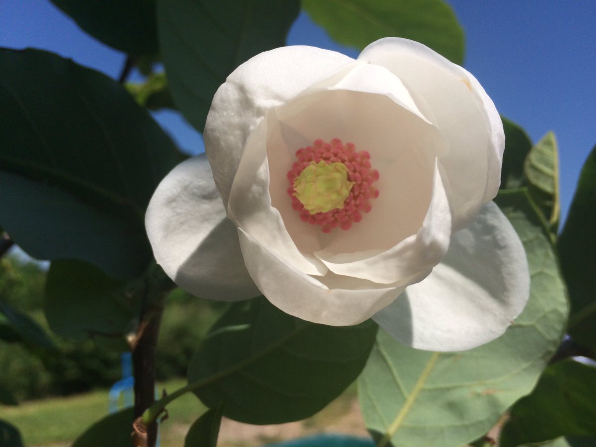 _penpoll's tweet photo. Beautiful Magnolia sieboldii out today https://t.co/OlmyDo7W7X