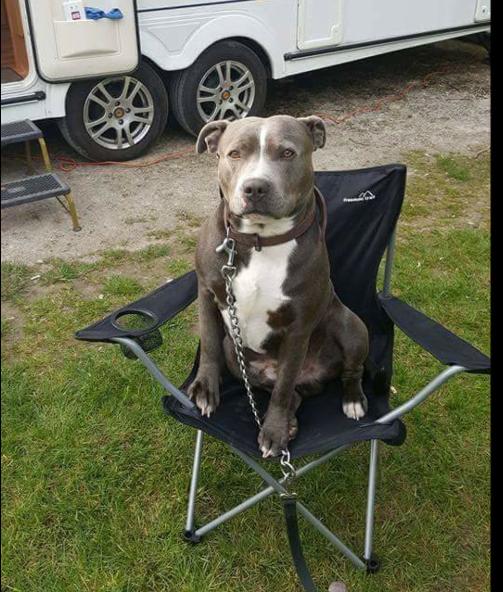 <a href="/VictoriaS/">Victoria Stilwell</a> could you plz spare 1 RT for #busterthestaff his owners are distraught and want him home 💙 xx