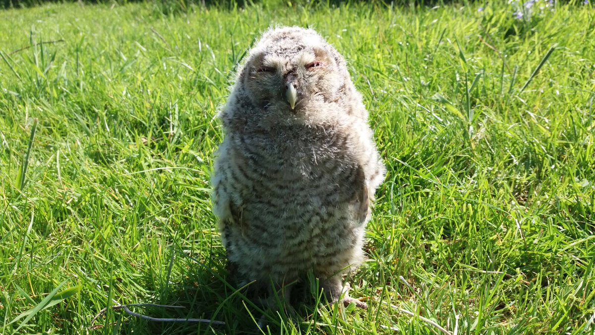 AH_Worth's tweet photo. Owls nearly ready for tagging this year. Lots of young about in the boxes around the farm. https://t.co/wNLQ7OVF9I