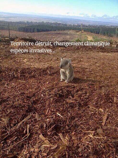 monde_biodi's tweet image. En 1788 les koalas étaient 10 millions en Australie. 
Ils sont désormais moins de 188 000.
Gardez en souvenir ..