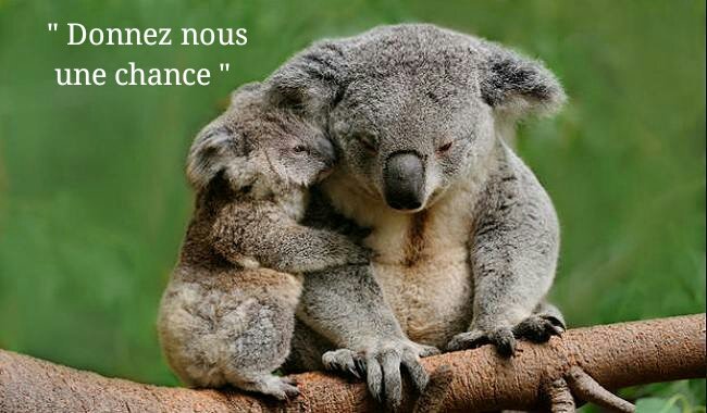 monde_biodi's tweet image. En 1788 les koalas étaient 10 millions en Australie. 
Ils sont désormais moins de 188 000.
Gardez en souvenir ..