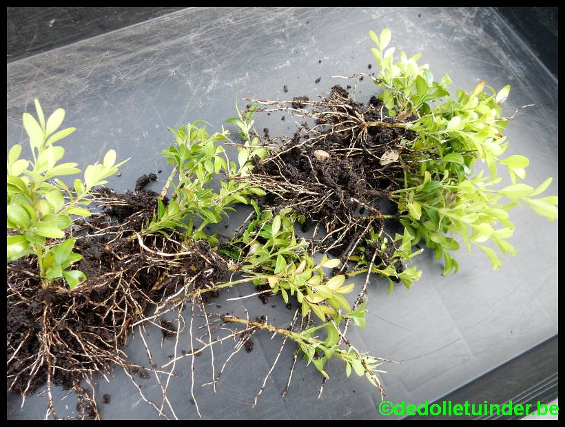 dolletuinder's tweet photo. Winterstekken van druiven verplant vorige maand én buxus van vorig jaar ook in P9. #very_easy #stekken #druiven https://t.co/FBlwy04lP1