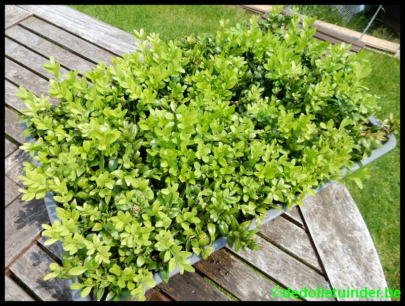 dolletuinder's tweet photo. Winterstekken van druiven verplant vorige maand én buxus van vorig jaar ook in P9. #very_easy #stekken #druiven https://t.co/FBlwy04lP1