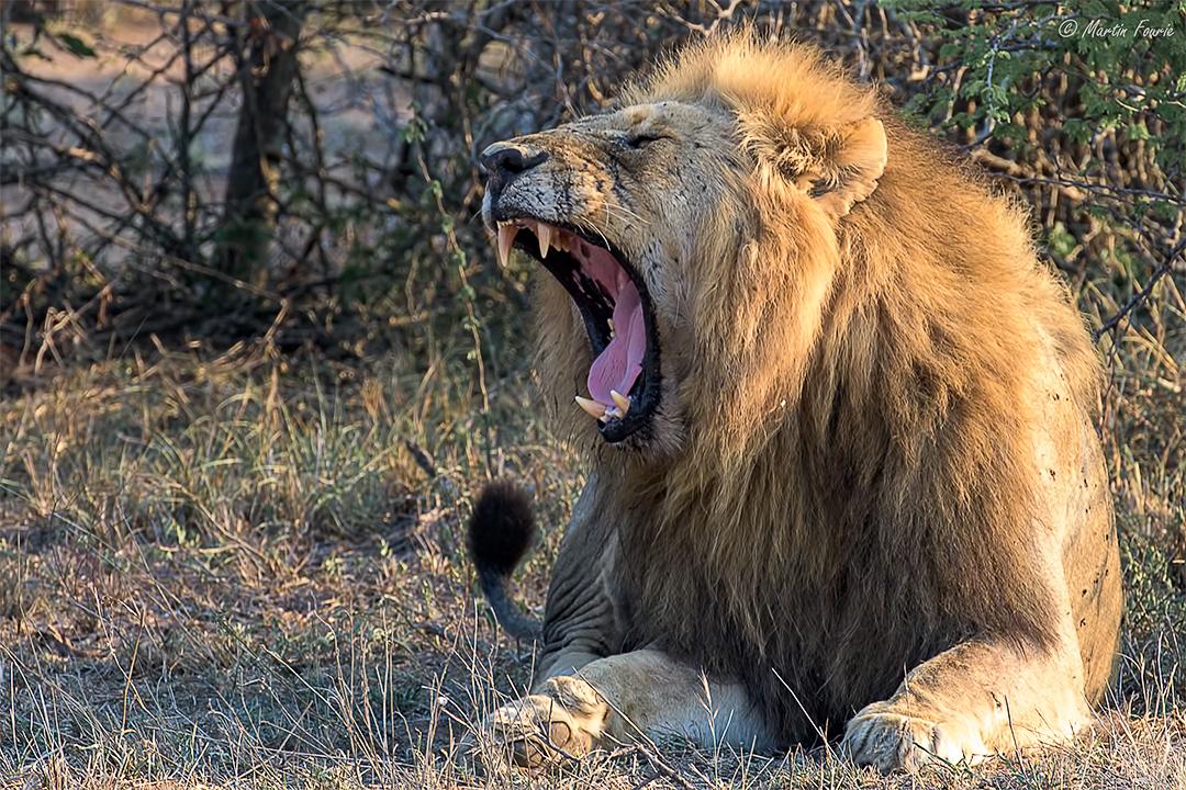 martinj_fourie's tweet photo. #skybed #lion #malelion #Kruger #yawn #nature #safari #Majestic https://t.co/4PaGFiTTvh