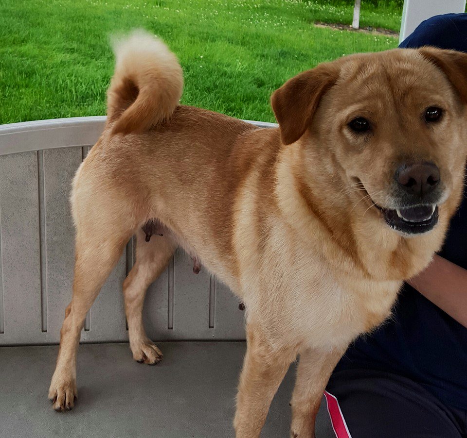 Meet Lilly! She’s a young adult chow chow mix who is looking for her furever family.