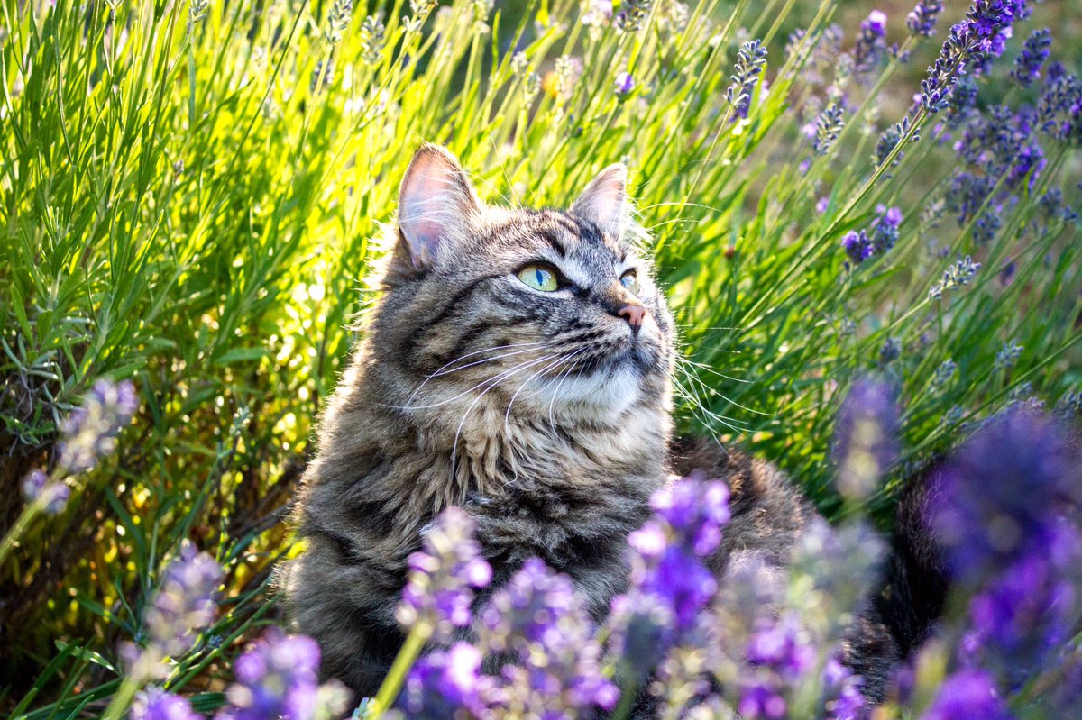 boltandkeel's tweet photo. @catsofinstagram Bolt looking meowjestic in the lavender patch for #twitterweek https://t.co/lLOXAtxKO8
