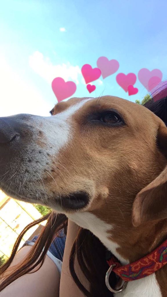 hearts on puppies (@heartsonpups) on Twitter photo 