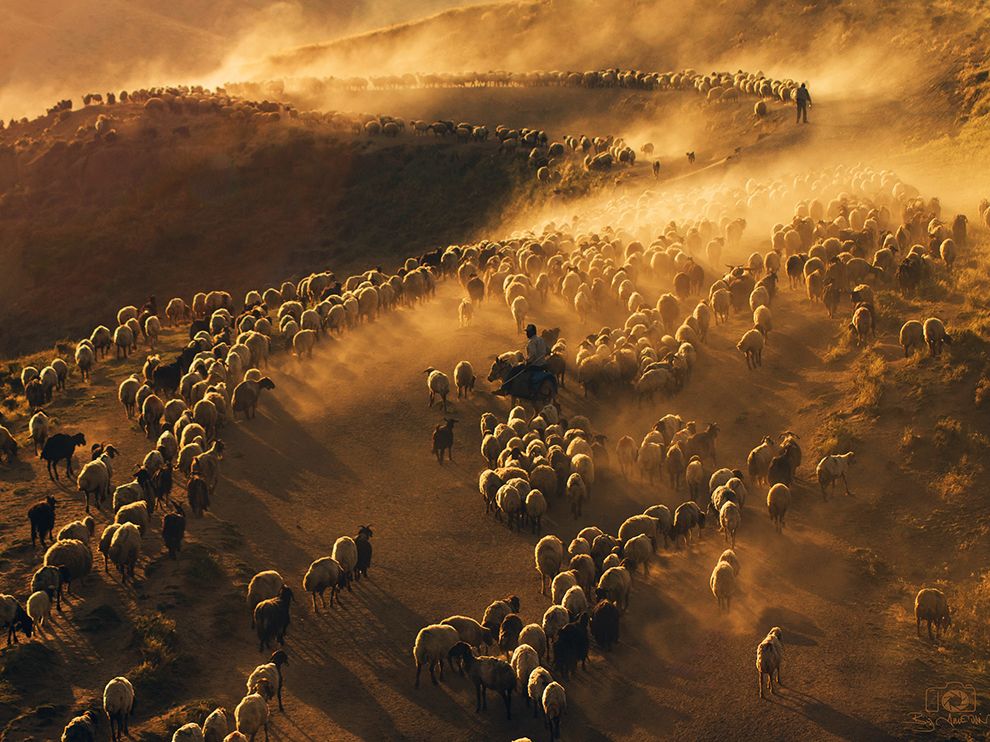 kepamer's tweet photo. Picture of men herding sheep on dusty road in Turkey https://t.co/DVeFUAo6cL