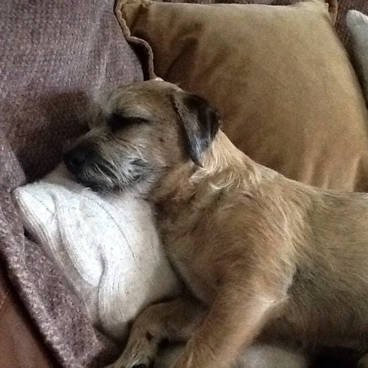 MarkRobCW's tweet image. We all like a cushion, don&apos;t we?