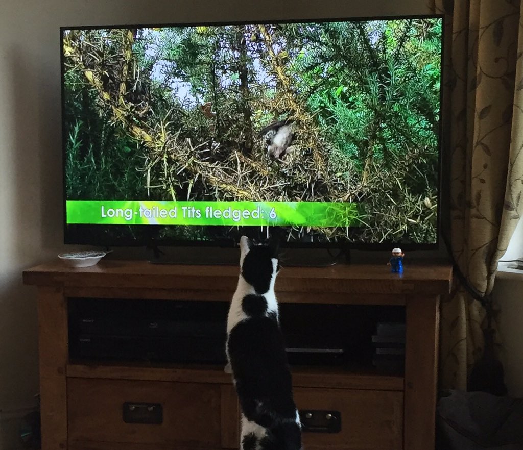 LynnePatrick2's tweet photo. @BBCSpringwatch https://t.co/rI8I25ILSA