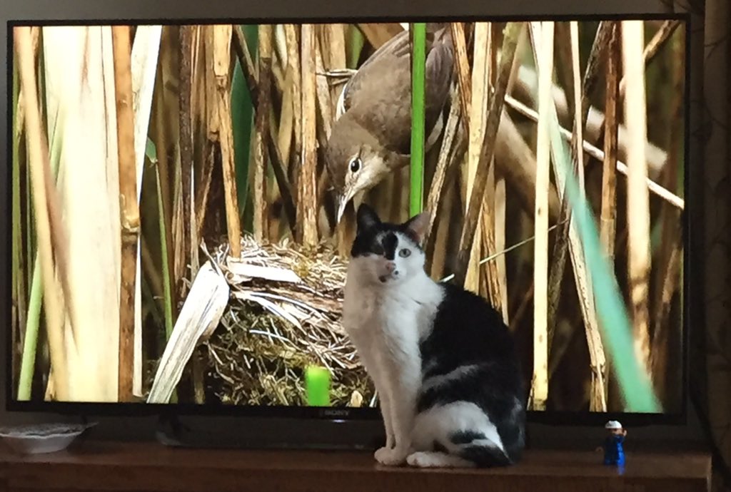 LynnePatrick2's tweet photo. @BBCSpringwatch https://t.co/rI8I25ILSA