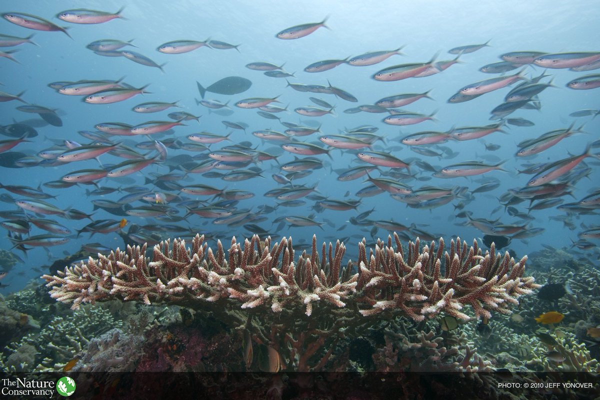 What's the future of ocean conservation? bit.ly/1X7uLCj #oceansmonth