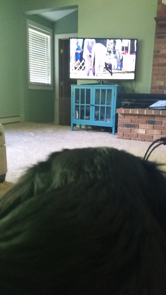 CalmnessInChaos's tweet photo. Nina gets some cuddles and cheers on Rachel Hill and Zenyatta in Gun Dog Sweeps! #EastCoastRepresent #FCRSA2016 https://t.co/VYtC5J5V8B