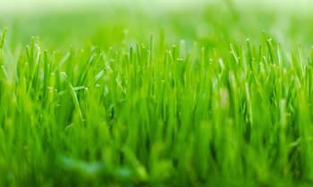 All this rain is going to have that grass growing!! Call Creative Edge Landscaping &amp; Lawn Care (863)812-5968!