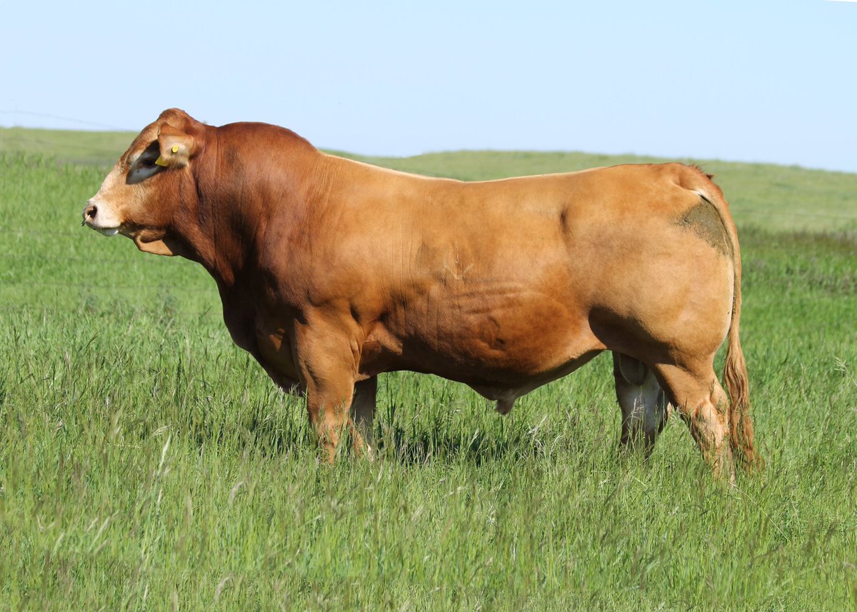 Ivy's Bubba Watson 24B 1st calf crop has impressed us! Owned with <a href="/maryhertz/">Mary</a> <a href="/rickrhertz/">Rickhertz</a> <a href="/brandon_hertz/">Brandon Hertz</a> <a href="/tysonhertz/">Tyson Hertz</a>