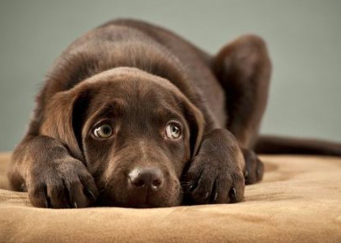 Study Confirms Your Dog Doesn't Trust You When You're Angry buff.ly/1U3hhE2 <a href="/3MillionDogs/">3MillionDogs</a>