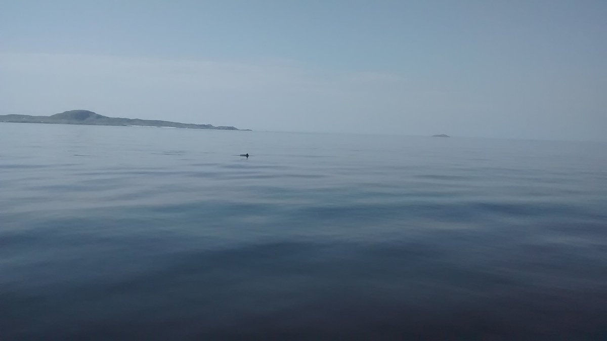 Like a millpond out there today.  Porpoises coming quite close.  #iona #seafood #betterthandolphins