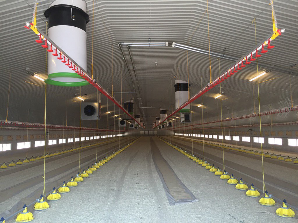 MoxonBrian's tweet image. 2 new @richjfm sheds with @Morspan @Knightsconcrete @TGEgroup @RMWElec @lubinguk #chickready #smarterforpoultry