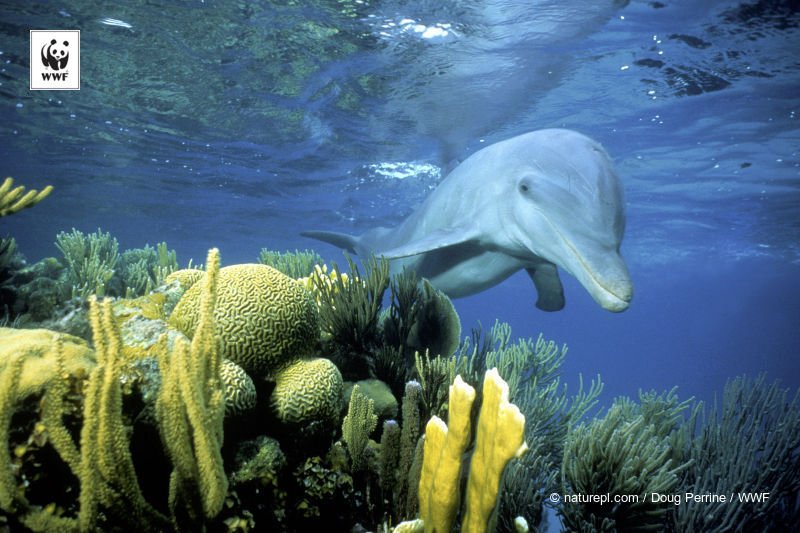 WWFNewZealand's tweet image. 7 mind-boggling dolphin facts - dolphins are smarter &amp;amp; more special than we think @NMMForg bit.ly/1UmVSmL