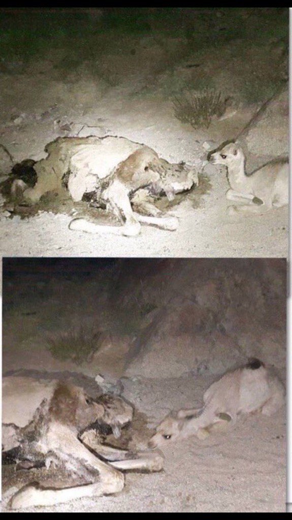 3bdullah62's tweet photo. فوجئ مالك إبل بأن "حوار صغير" يفقده كل ليلة بين القطيع وعند تتبعه وجده يبيت حتى الصباح بقرب أمه الناقة التي ماتت https://t.co/ockiJB0Ld3