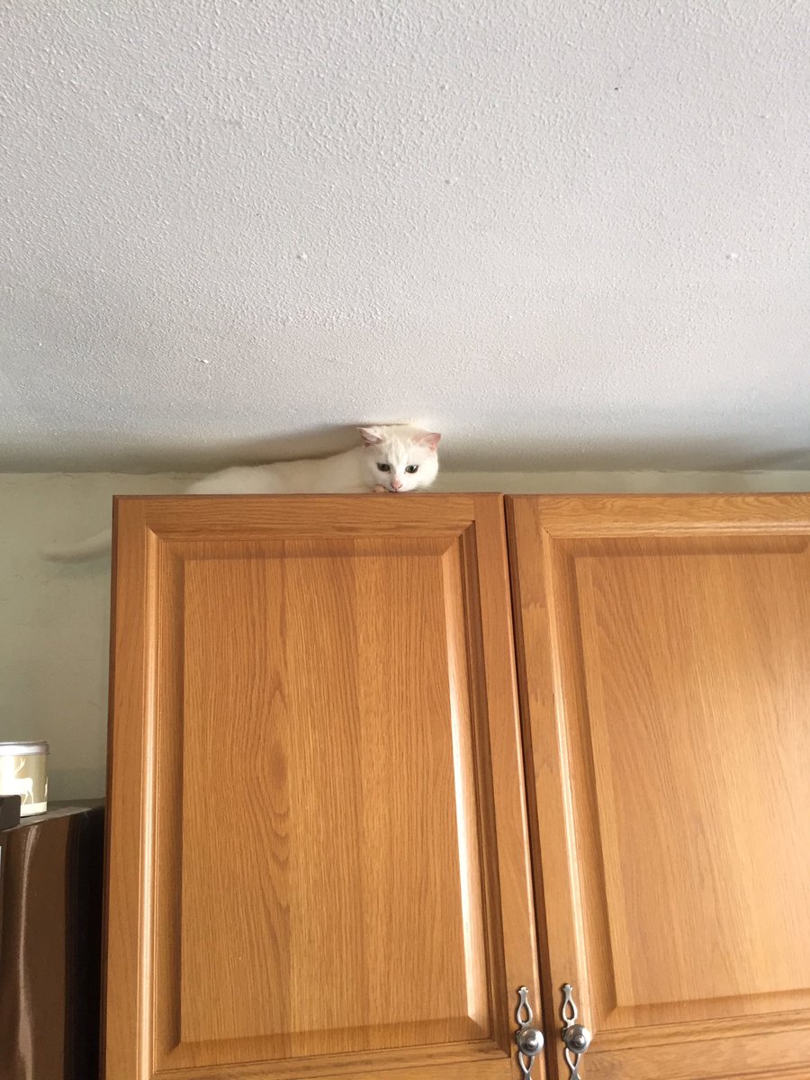 BrinklowFizzy's tweet photo. The silly new cat on top of kitchen cupboard today Dad got it down covered in dust #morecleaning needed π https://t.co/YUkVVeyc4i