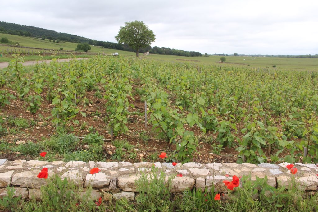 burgndyonaplate's tweet photo. #LesPucelles #CotedeBeaune #burgundy #Chardonnay #PinotNoir #onedaytours #burgundyonaplate #wine #pulignymontrachet https://t.co/CJVhvM9Epf