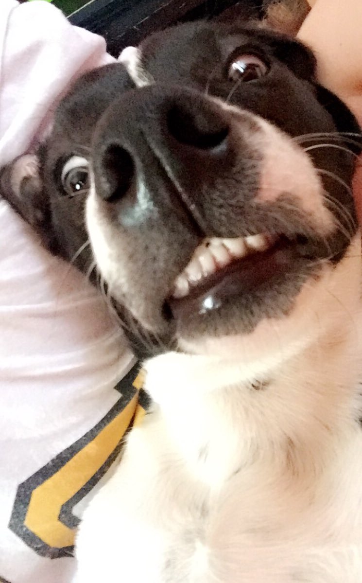 Caitlin_Allen3's tweet photo. When your dog takes better selfies than you https://t.co/v4Tl7r4JcS