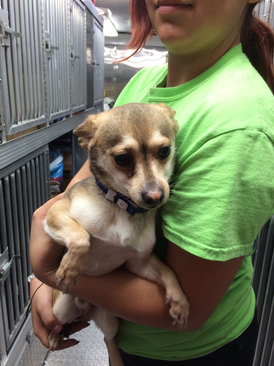 CydSerp's tweet photo. Perks of rescuing: the difference a few hours can make💙 https://t.co/qnKXt4vKSG