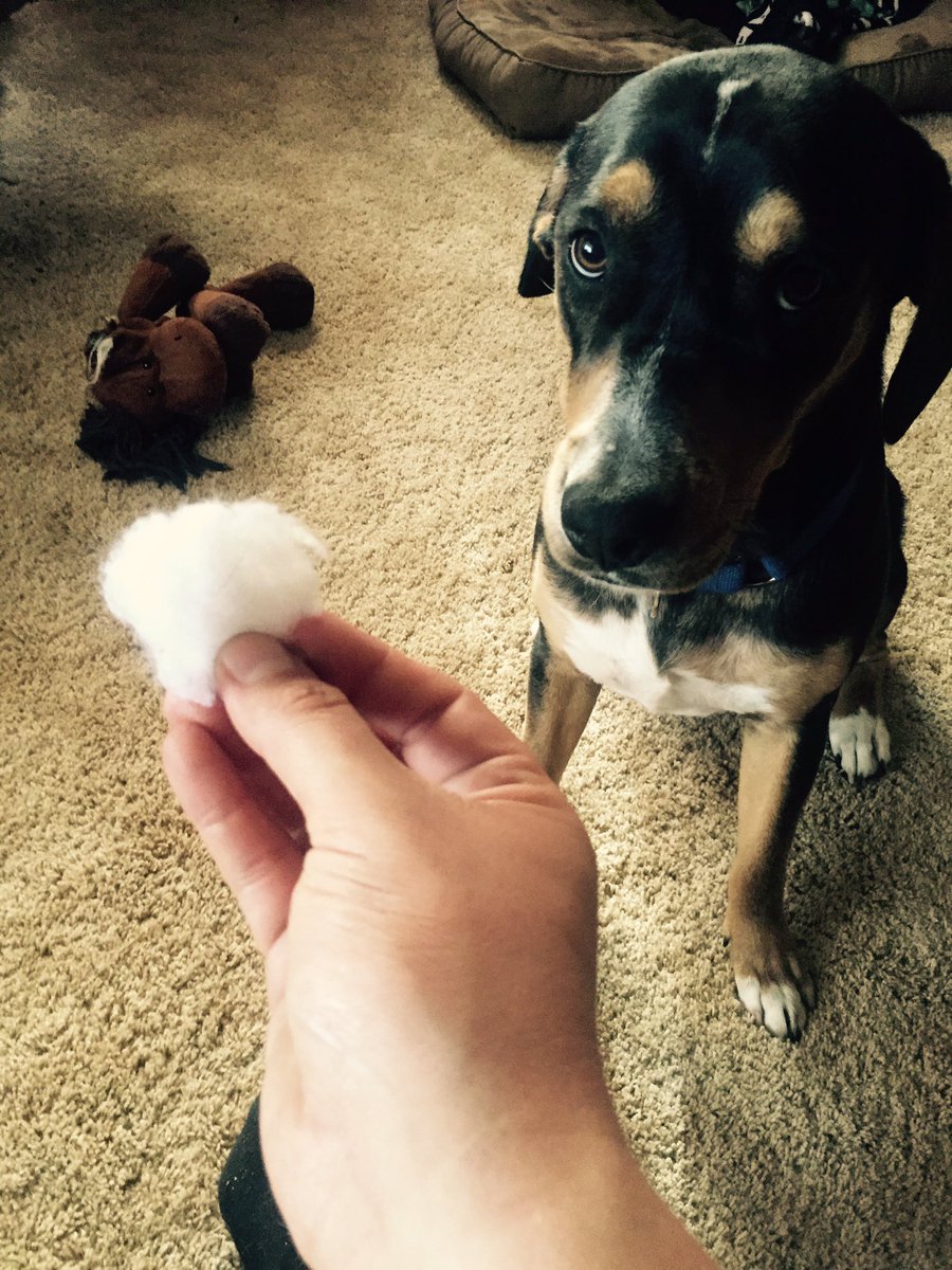 Dog says "the stuffing just fell out of moose". He's never looked so guilty!