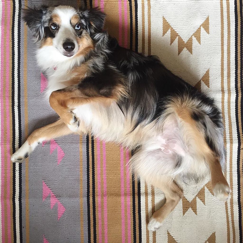 vanessa_labi's tweet photo. I think @oscartheaussie_ is digging our new rug. 🐶 #dspetstyle #uohome https://t.co/3Y8vns40Vp https://t.co/F90Y1jpKQb
