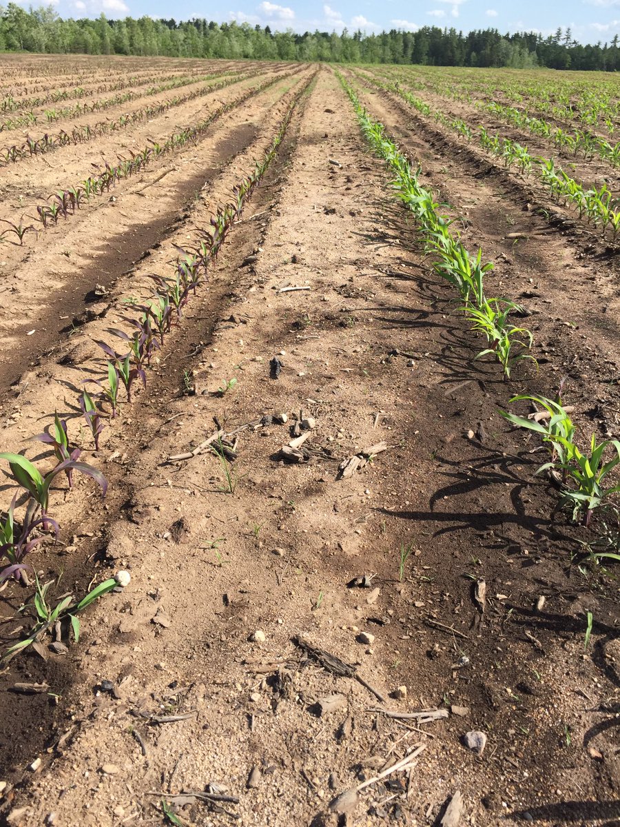 Kosinskicorn's tweet photo. pH difference in new cleared land, #ChillingInjury on #early planted corn, #SeedDepth change on 2 rows @ChannelSeed https://t.co/oVPt6Vfb6v