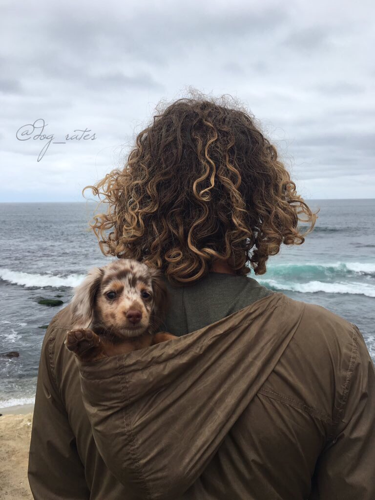 dog_rates's tweet photo. This is Nollie. She's waving at you. If you don't wave back you're a monster. She's also portable as hell. 12/10 https://t.co/7AKdkCOlMf
