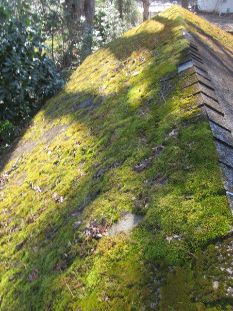 GAFTimberlineShingle tweet media