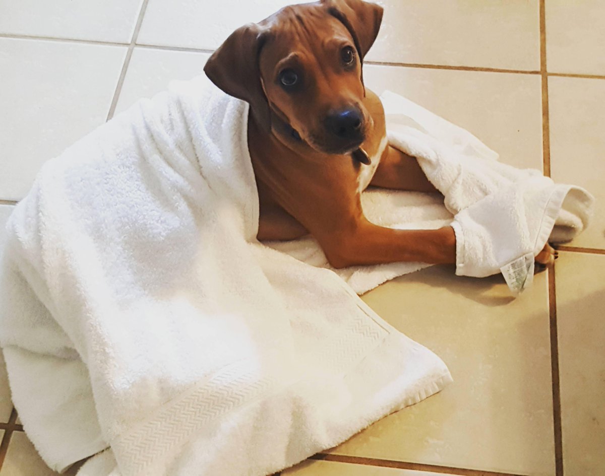 pathofanimals's tweet image. Spa day