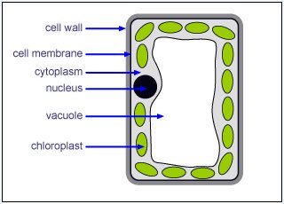 What is the cell wall made of?