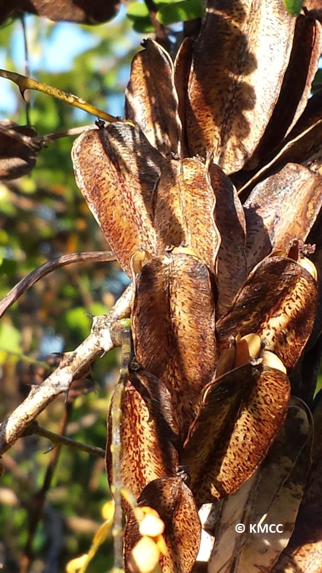 RseSolofo's tweet photo. #Dioscorea seeds possibly #Dioscorea_orangeana (CR) collected during last #MSB trip around #Orangea @TeamKMCC https://t.co/VBCQxXHHEx