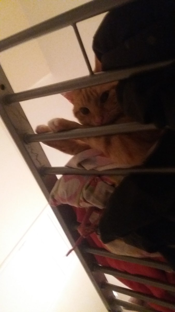 Oneviolentkitty's tweet image. Your in prison human !!!
