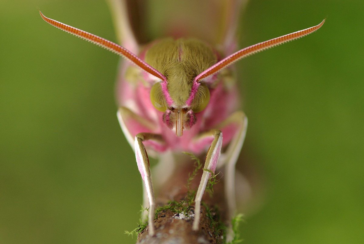 Dikke haren en imposante sprieten. Ga mee op excursie tijdens de #nationalenachtvlindernacht biologieplusschool.nl/nieuws/in-de-b…