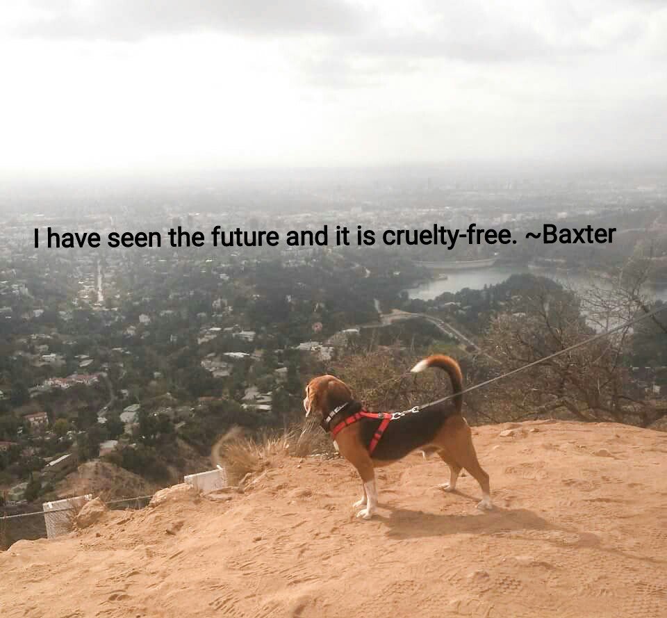 BFPBaxter's tweet photo. I have seen the future and it is cruelty-free! ~Baxter of Beagle Freedom Project @beaglefreedom https://t.co/vemQ6D0qCh