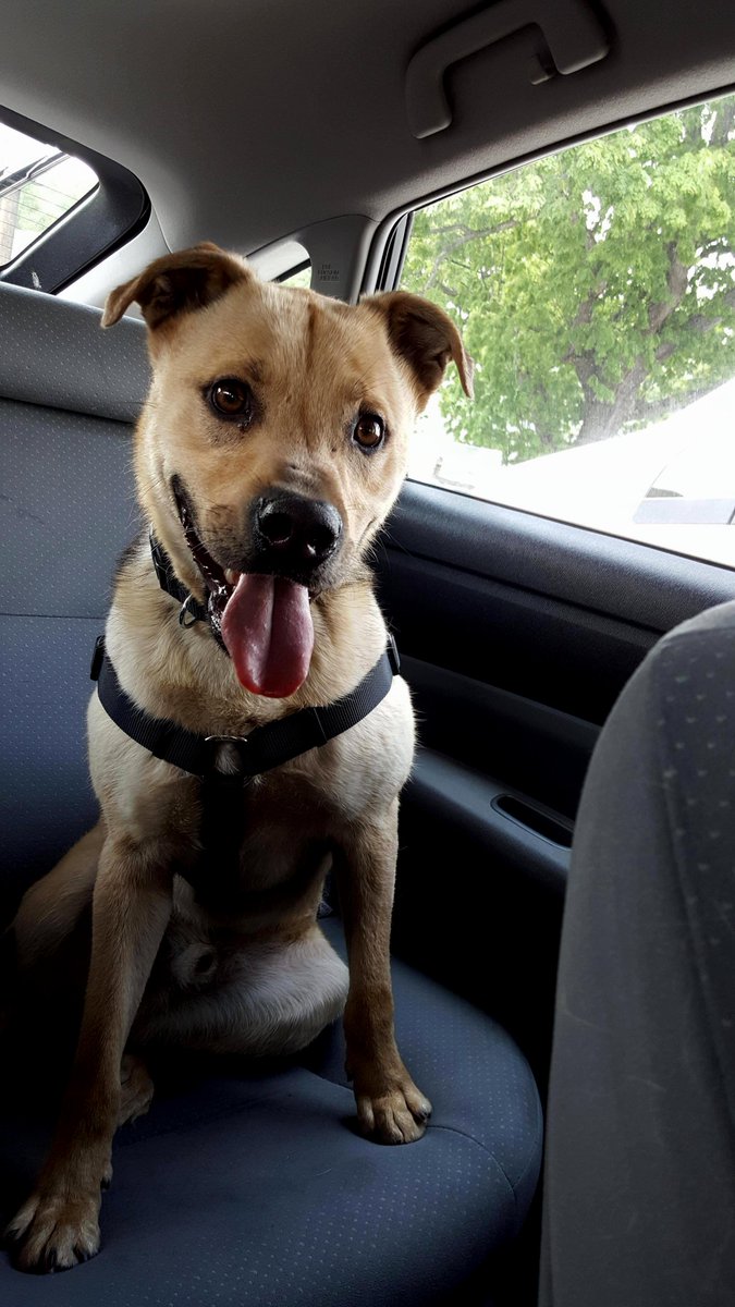 pathofanimals's tweet image. This guy came up from Tennessee so live with us in Massachusetts. Reddit  meet Nash!